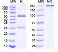 SDS-PAGE for Anti-Biotin Antibody (SAA0349)