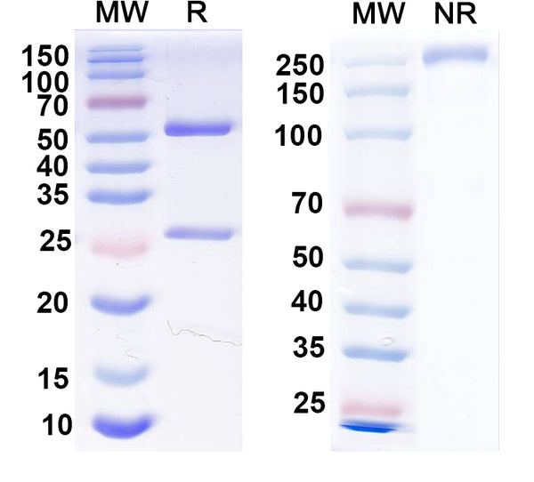 SDS-PAGE for Anti-FITC/Fluorescein isothiocyanate Monoclonal Antibody (1A183)