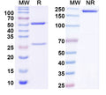 SDS-PAGE for Anti-FITC/Fluorescein Isothiocyanate Antibody (4-4-20#)