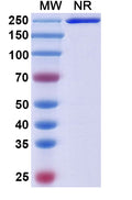 Research Grade Racotumomab – Figure 1 of 1