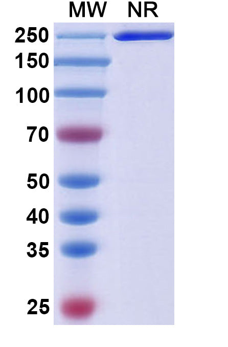 Research Grade Racotumomab – Figure 1 of 1
