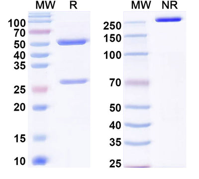 SDS-PAGE for Anti-SSEA4 Antibody (MC813-70).
