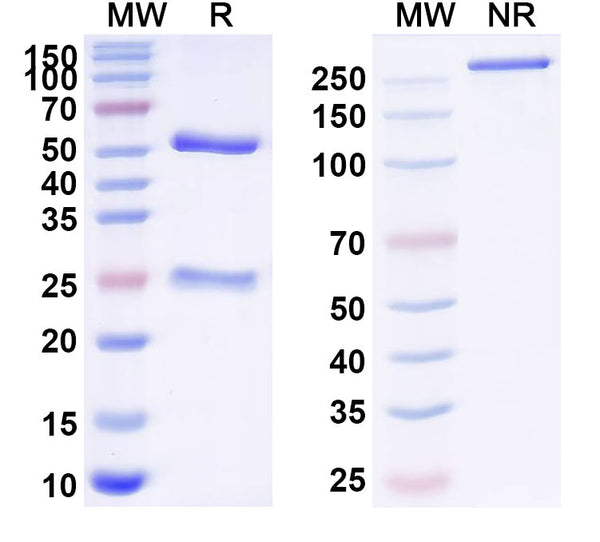 SDS-PAGE for Anti-S1P/Sphingosine-1-phosphate Antibody (SAA2035)