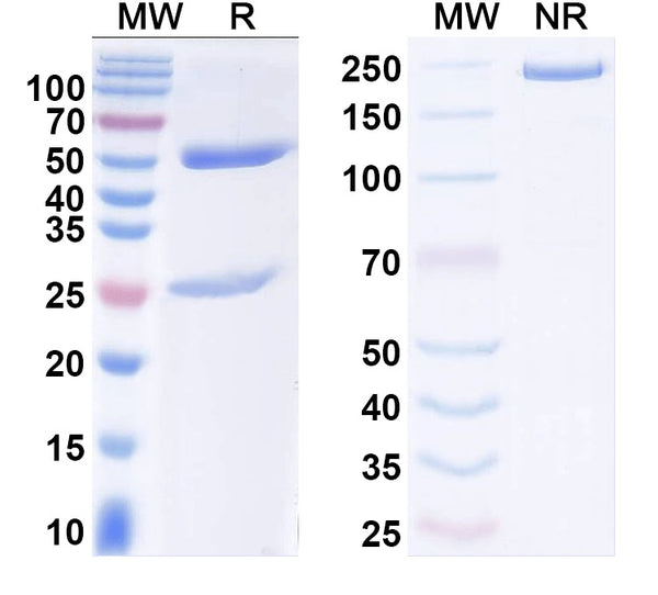 SDS-PAGE for Anti-Ganglioside GM1 Antibody (F6)