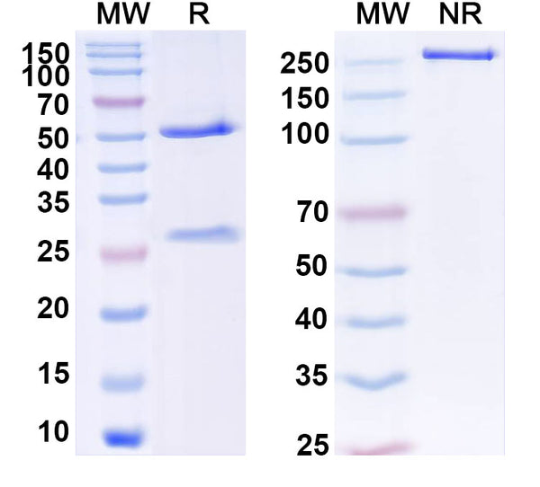 SDS-PAGE for Anti-Ganglioside GM1 Antibody (WO1)