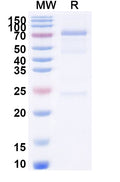 SDS-PAGE for Anti-Ganglioside GM1 mIgM Antibody (WO1)