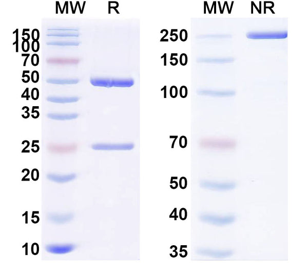 SDS-PAGE for Anti-Aflatoxin B1/M1 Antibody (SAA0545)