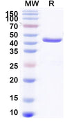 SDS-PAGE for Anti-Aflatoxin B1 Antibody (Nb26)