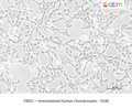 Immortalized Human Chondrocytes - SV40 – Figure 1 of 1