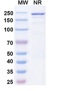 SDS-PAGE for Canine IgG1, kappa Isotype Control antibody (HyHEL-10).