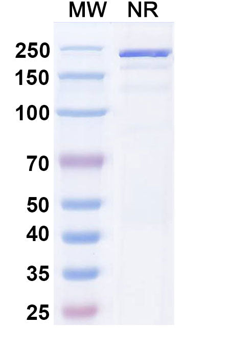 SDS-PAGE for Canine IgG1, kappa Isotype Control antibody (HyHEL-10).