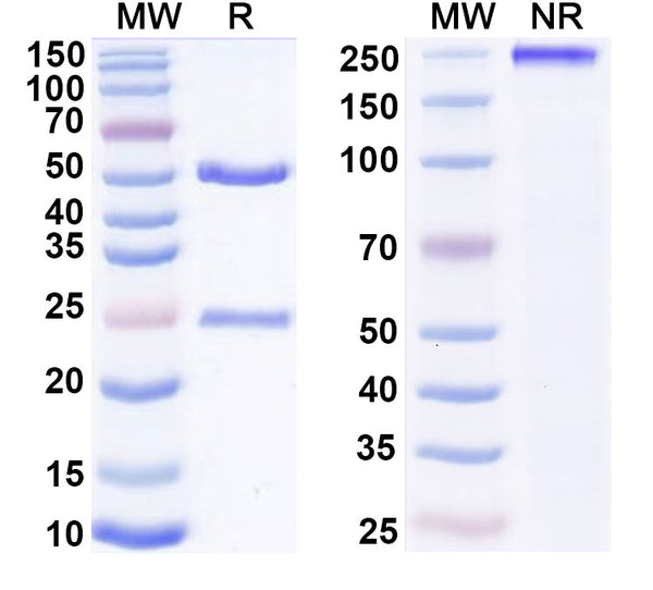 SDS-PAGE for Canine IgG1, lambda Isotype Control antibody (HyHEL-10)