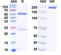 SDS-PAGE for Anti-Human PDPN/Podoplanin Antibody (SAA0514)