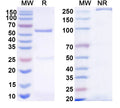 SDS-PAGE for Canine IgG2, kappa Isotype Control antibody (HyHEL-10).