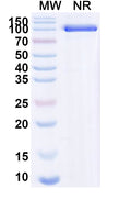 SDS-PAGE for Anti-BC2 Tag (PDRKAAVSHWQQ) Antibody (SAA2177)