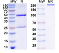 SDS-PAGE for Anti-Dansyllysine Antibody (27-35).
