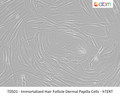 Immortalized Hair Follicle Dermal Papilla Cells - hTERT | Applied Biological Materials (abm)