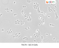 SCC-9 Cells | Applied Biological Materials (abm)