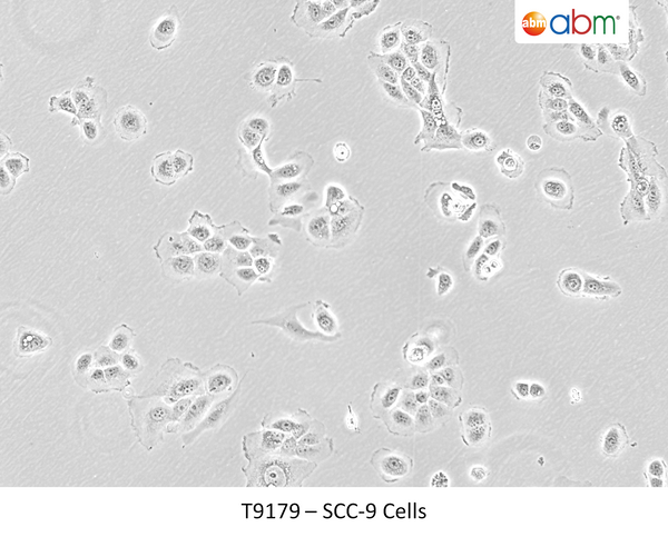 SCC-9 Cells | Applied Biological Materials (abm)