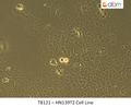 HN139T2 Cell Line | Applied Biological Materials (abm)
