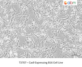 Cas9 Expressing B16 Cell Line | Applied Biological Materials (abm)