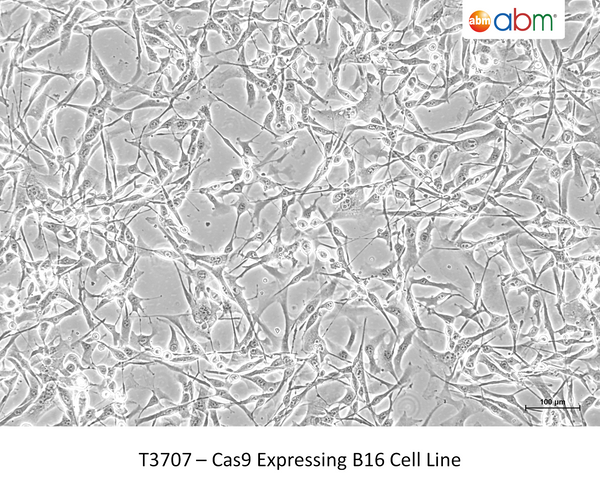 Cas9 Expressing B16 Cell Line | Applied Biological Materials (abm)