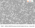 IMPA1 CRISPR Knockout DU145 Stable Cell Line - Clone #29 | Applied Biological Materials (abm)