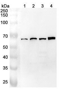 Anti-Zebrafish hif1al Polyclonal Antibody – Lane 1: HUVEC cell lysateLane 2: Hela cell lysateLane 3: MCF-7 cell lysateLane 4: HepG2 cell lysate