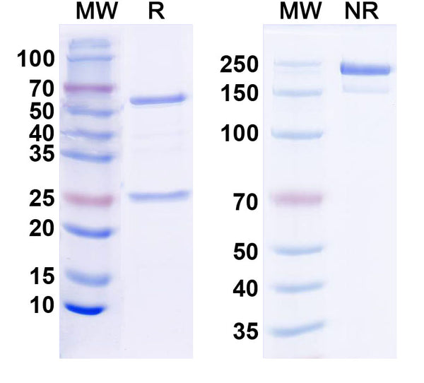 SDS-PAGE for Anti-Chinese mitten crab Met Monoclonal Antibody (1A442)