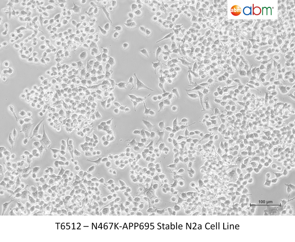 N467K-APP695 Stable N2a Cell Line – Figure 1 of 1
