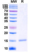 SDS-PAGE for Anti-GFP Nanobody (SAA0921)