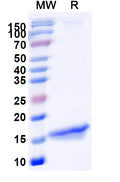 SDS-PAGE for Anti-GFP Nanobody (SAA0975)