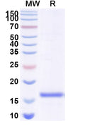 SDS-PAGE for Anti-GFP Nanobody (SAA0976)
