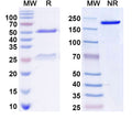 SDS-PAGE for Anti-GFP Antibody (N86/44).