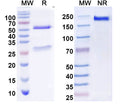 SDS-PAGE for Anti-Alpaca Nanobody (VHH) Secondary Antibody (NabFab)