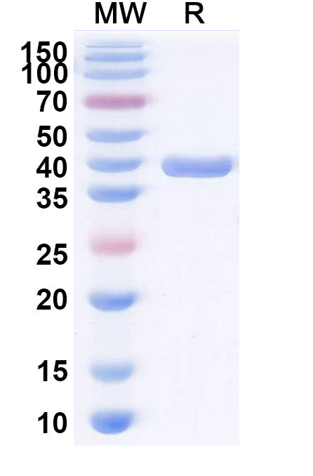 SDS-PAGE for VHH-hFc (IgG4-S228P) Isotype Control antibody (cAb-Lys2).