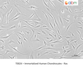 Immortalized Human Chondrocytes - Ras – Figure 1 of 1