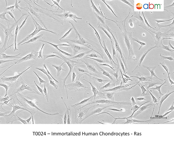 Immortalized Human Chondrocytes - Ras – Figure 1 of 1