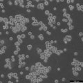 ZR-75-30 cell