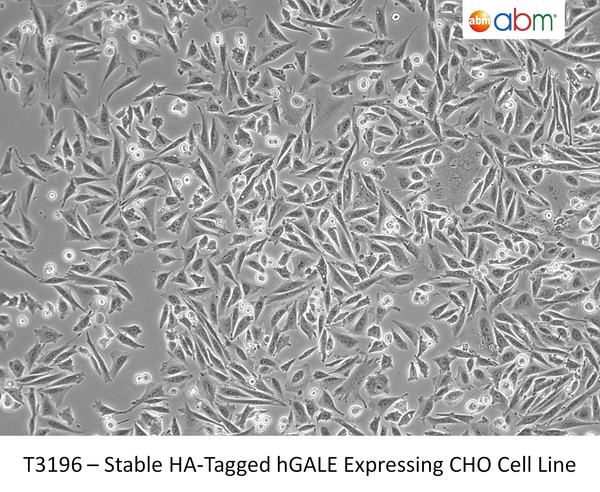 Stable HA-Tagged hGALE Expressing CHO Cell Line | Applied Biological Materials (abm)