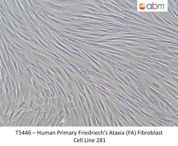 Human Primary Friedriech's Ataxia (FA) Fibroblast Cell Line 281 – Figure 1 of 1