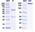 SDS-PAGE for Anti-Horse CYCS/CYC Antibody (SAA1418)