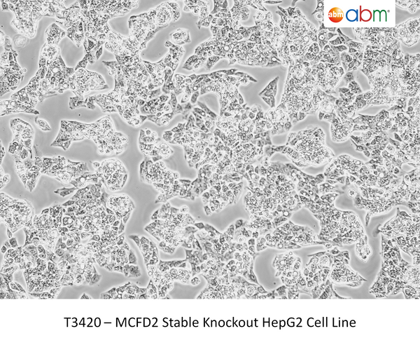 MCFD2 Stable Knockout HepG2 Cell Line – Figure 1 of 1