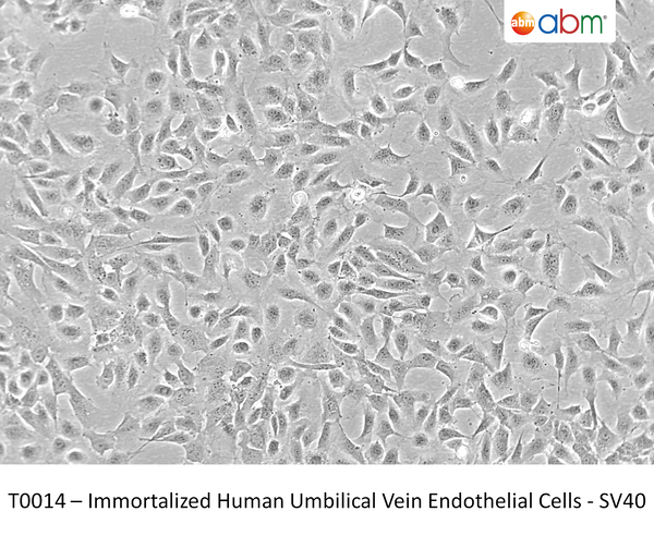 Immortalized Human Umbilical Vein Endothelial Cells - SV40 | Applied Biological Materials (abm)
