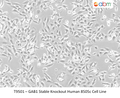 GAB1 CRISPR Knockout 8505C Stable cell line | Applied Biological Materials (abm)