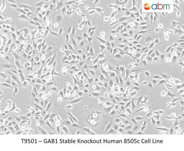 GAB1 CRISPR Knockout 8505C Stable cell line | Applied Biological Materials (abm)