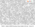 LIMA1 CRISPR Knockout HeLa Stable Cell Line - Clone C3 | Applied Biological Materials (abm)
