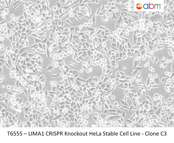 LIMA1 CRISPR Knockout HeLa Stable Cell Line - Clone C3 | Applied Biological Materials (abm)