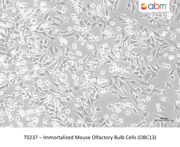Immortalized Mouse Olfactory Bulb Cells (OBC13) – Figure 1 of 1
