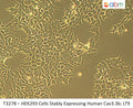 HEK293 Cells Stably Expressing Human Cav3.3b; LT9 | Applied Biological Materials (abm)